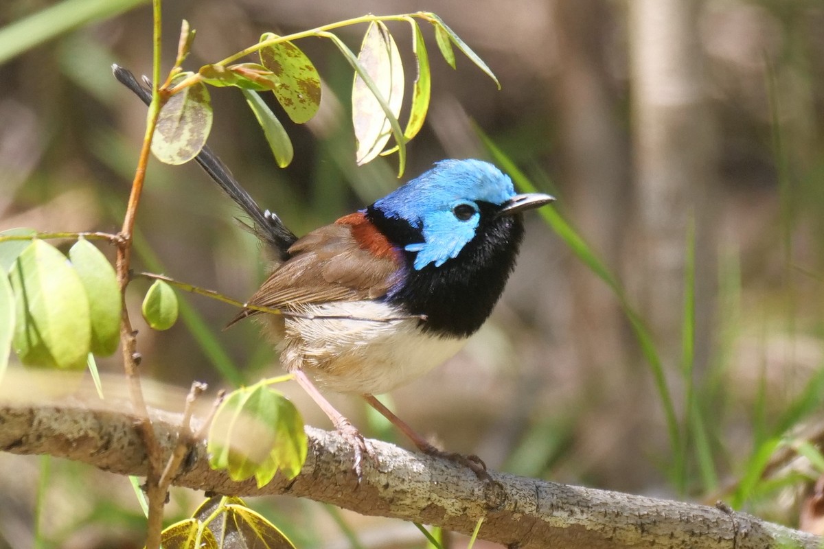 Variegated Fairywren - ML642052582