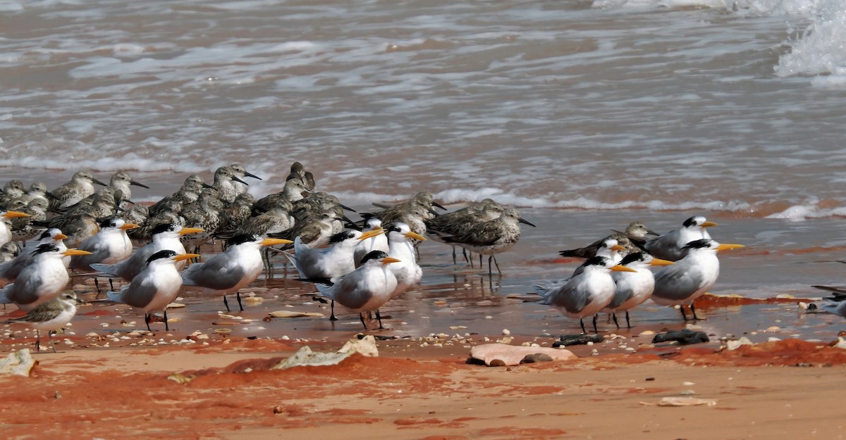 Great Knot - ML642052584