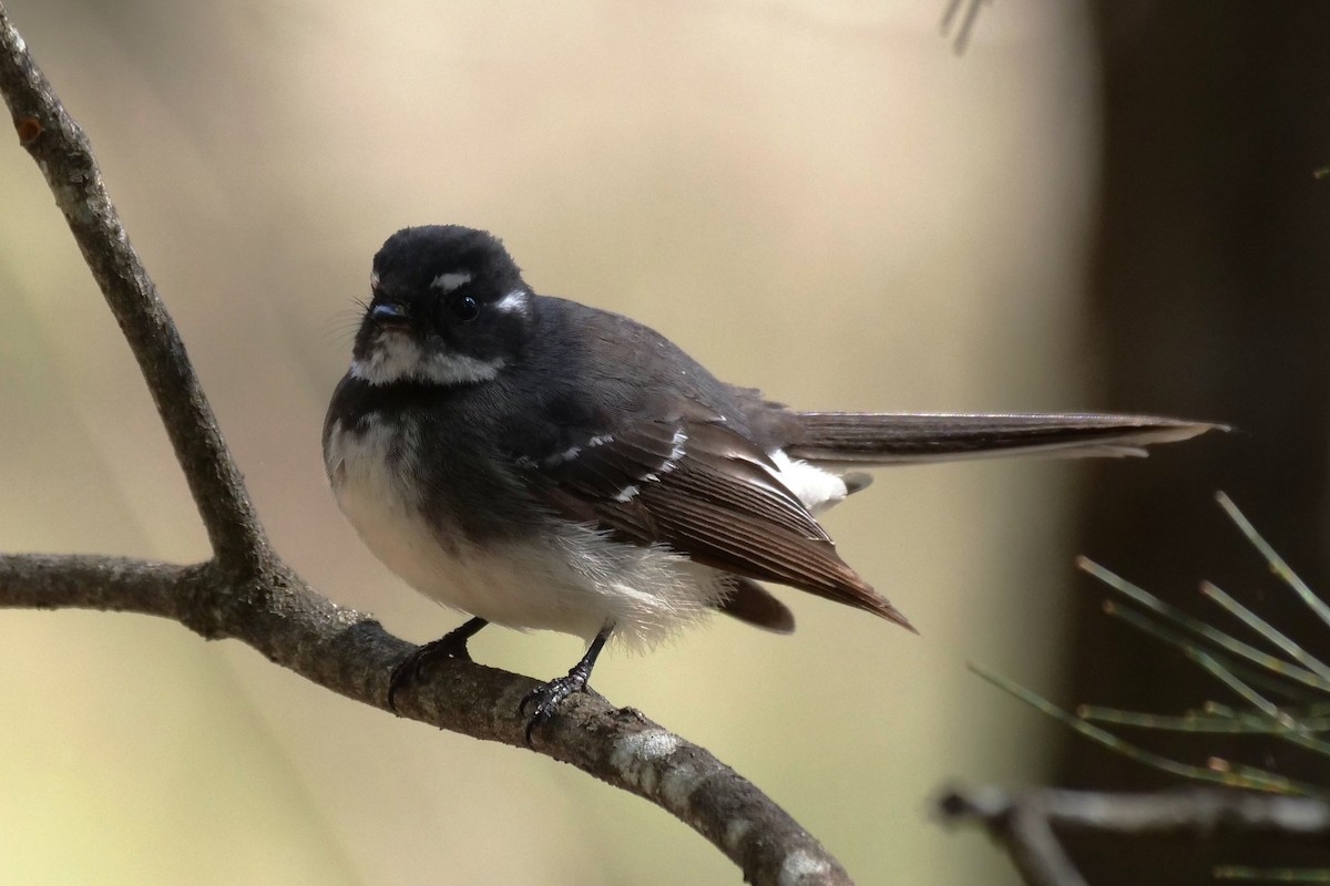 Gray Fantail - ML642052585