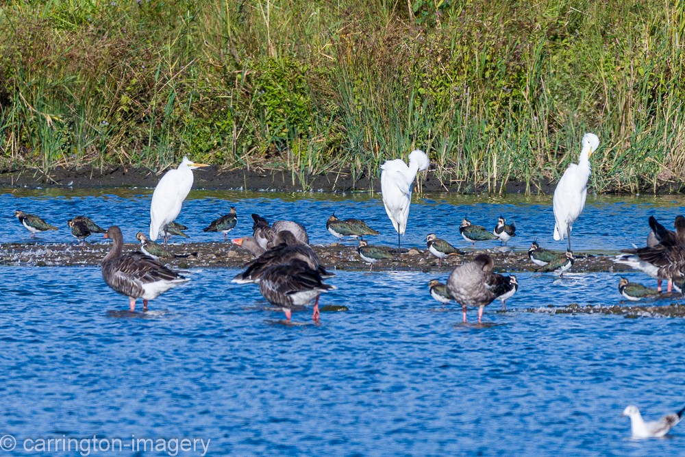 Great Egret - ML642052586