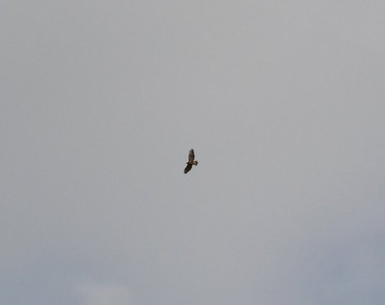 Buse variable - ML642052594