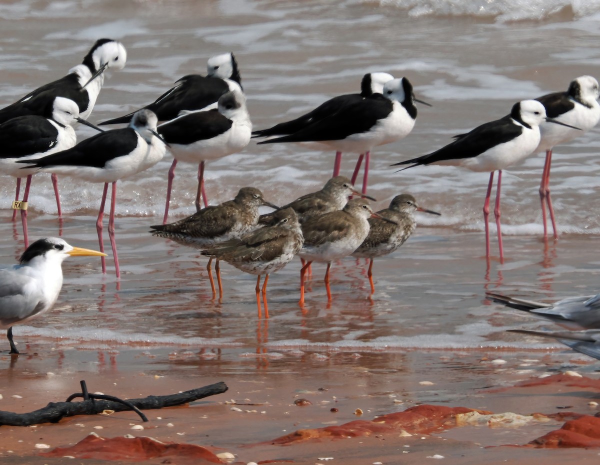 Улаан хөлт хөгчүү - ML642052604