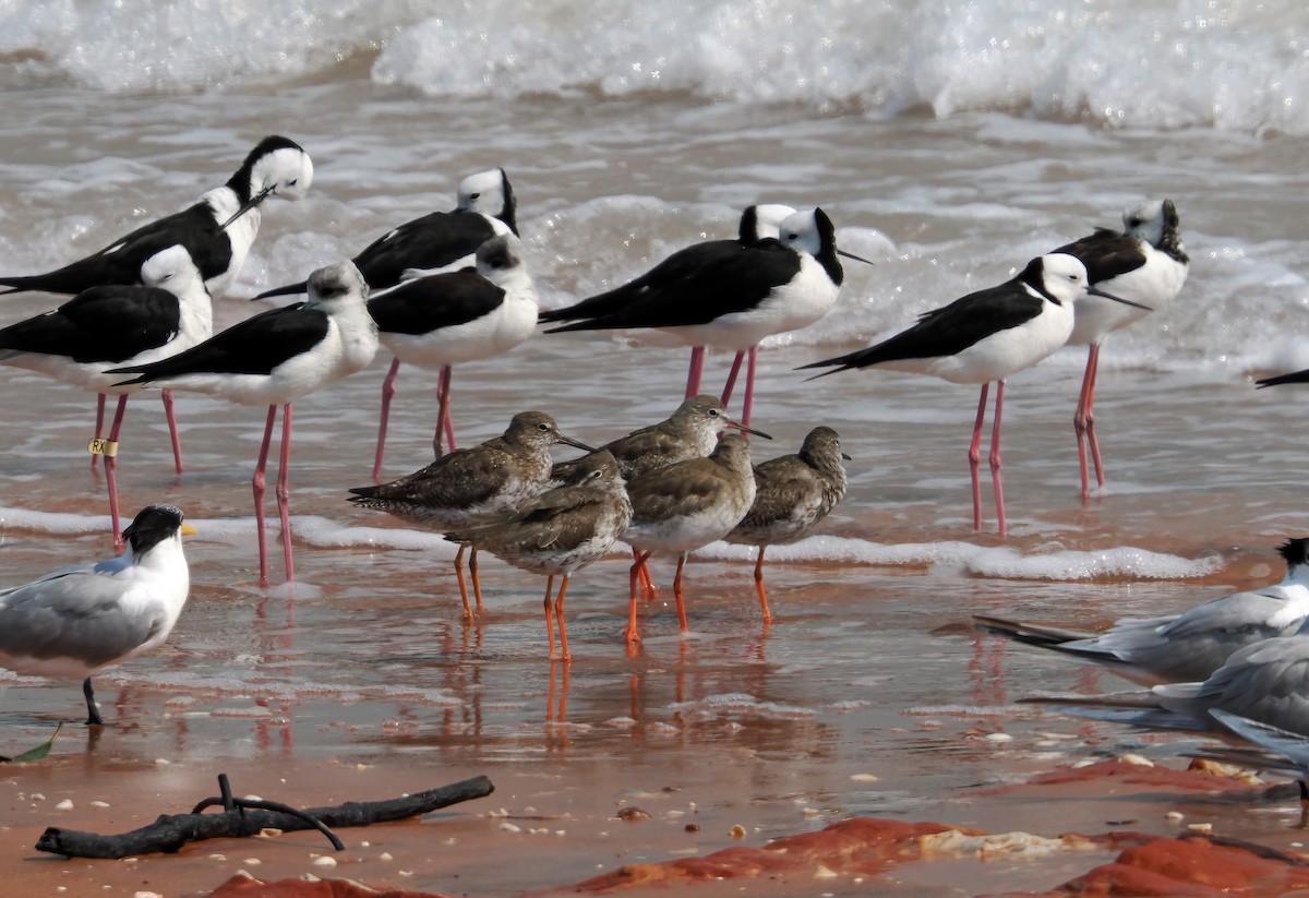 Улаан хөлт хөгчүү - ML642052606