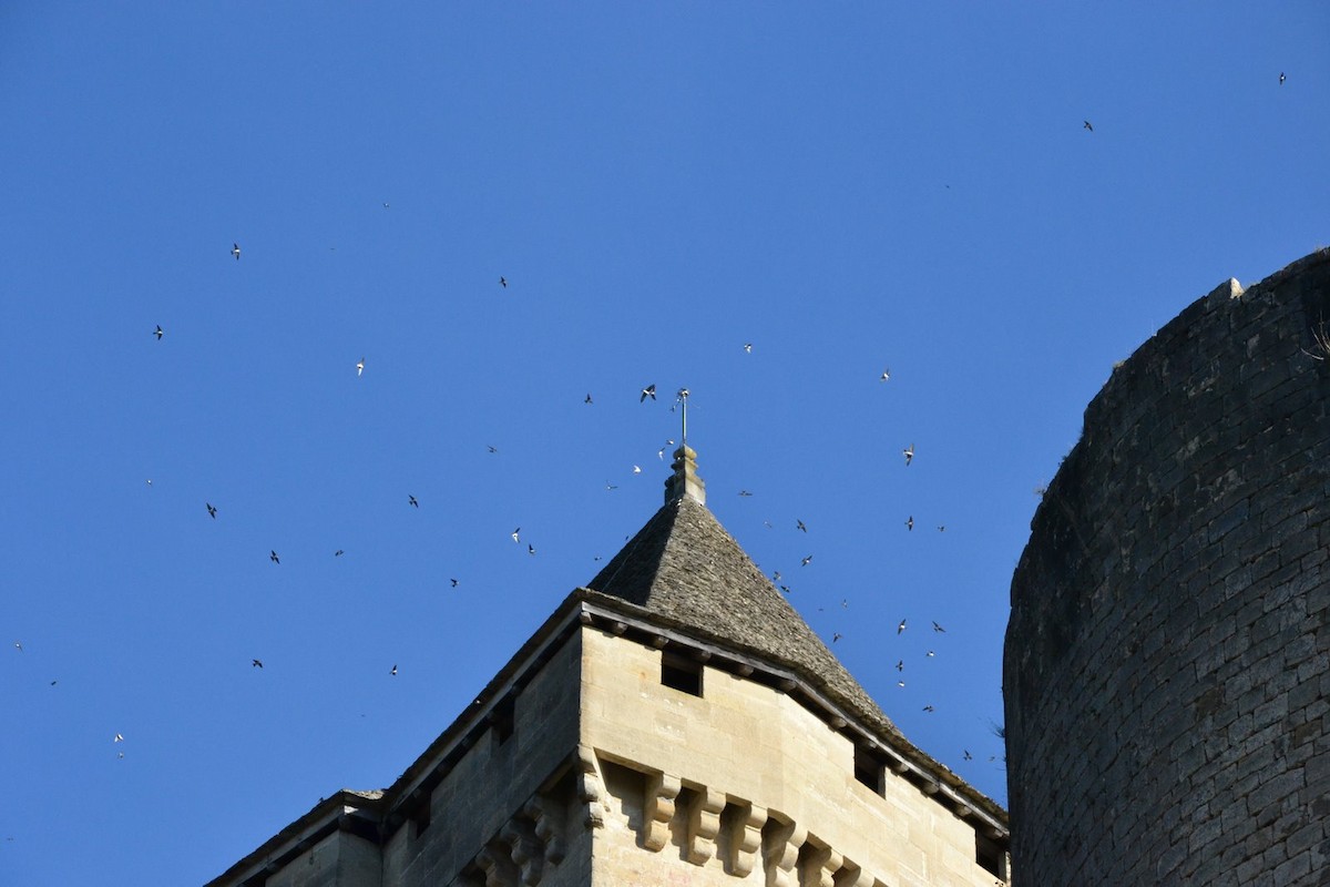 Western House-Martin - ML642052607