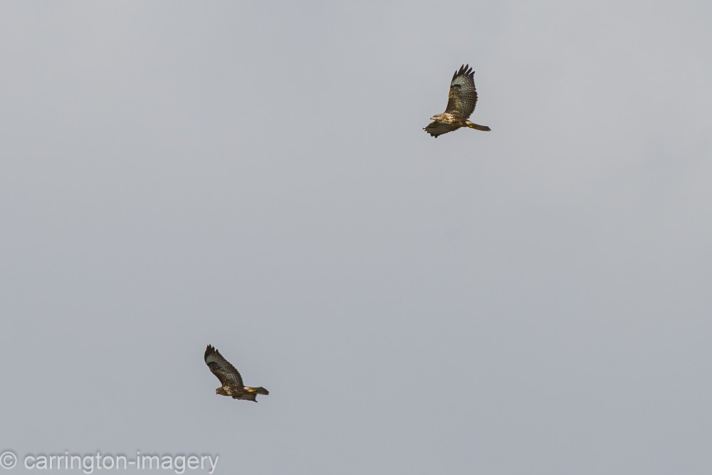 Buse variable - ML642052621