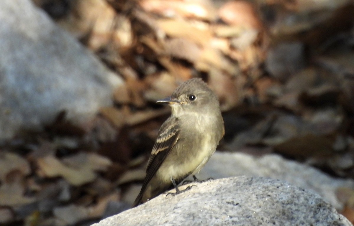 Western Wood-Pewee - ML642052643