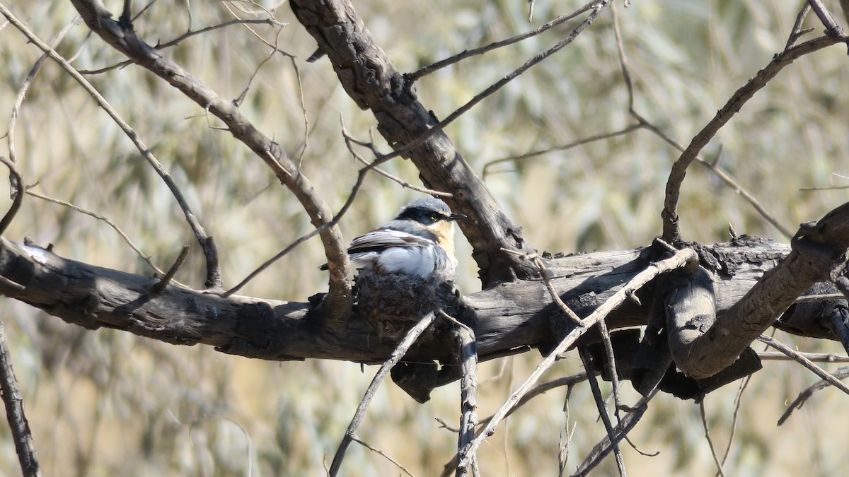 Pririt Batis - ML642052644