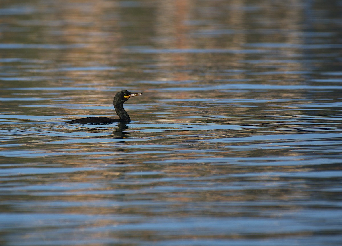 European Shag - ML642052650