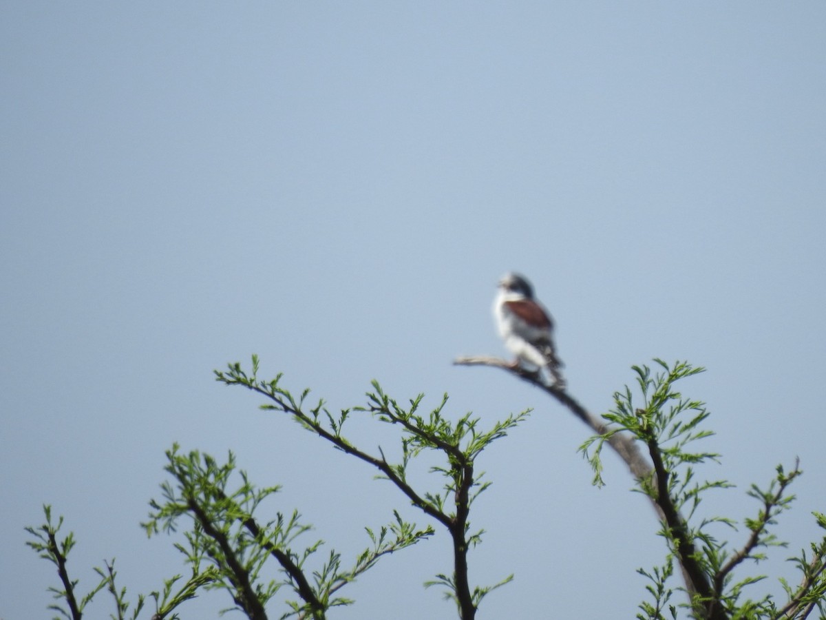Pygmy Falcon - ML642052652