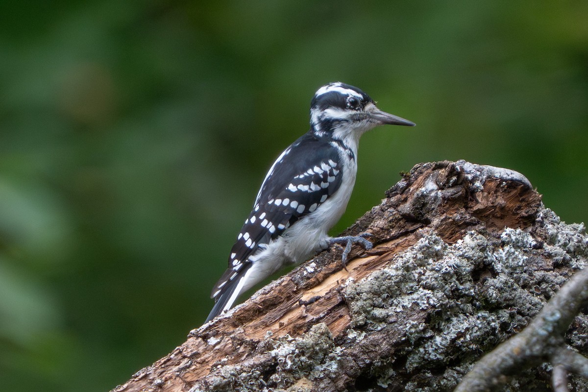 Hairy Woodpecker - ML642052653