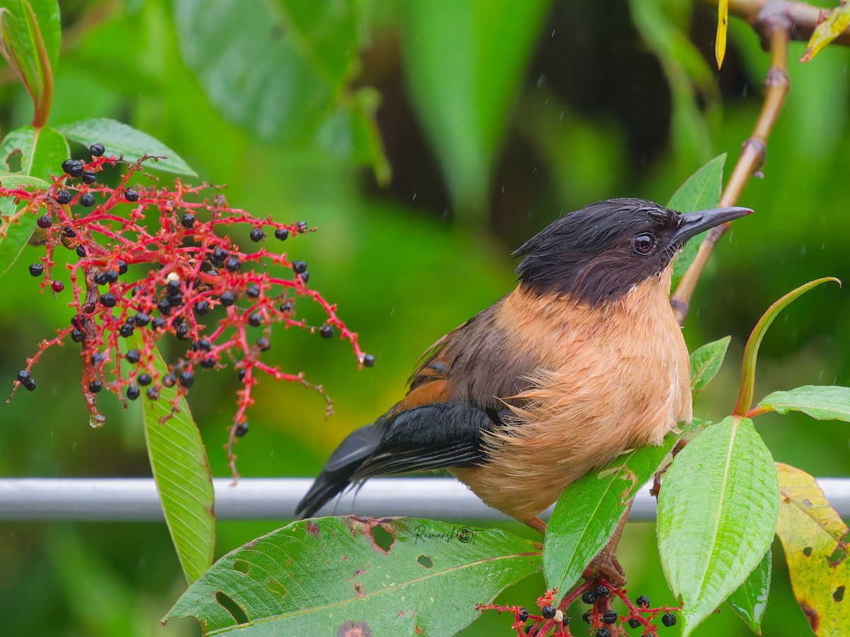 Rufous Sibia - ML642052654