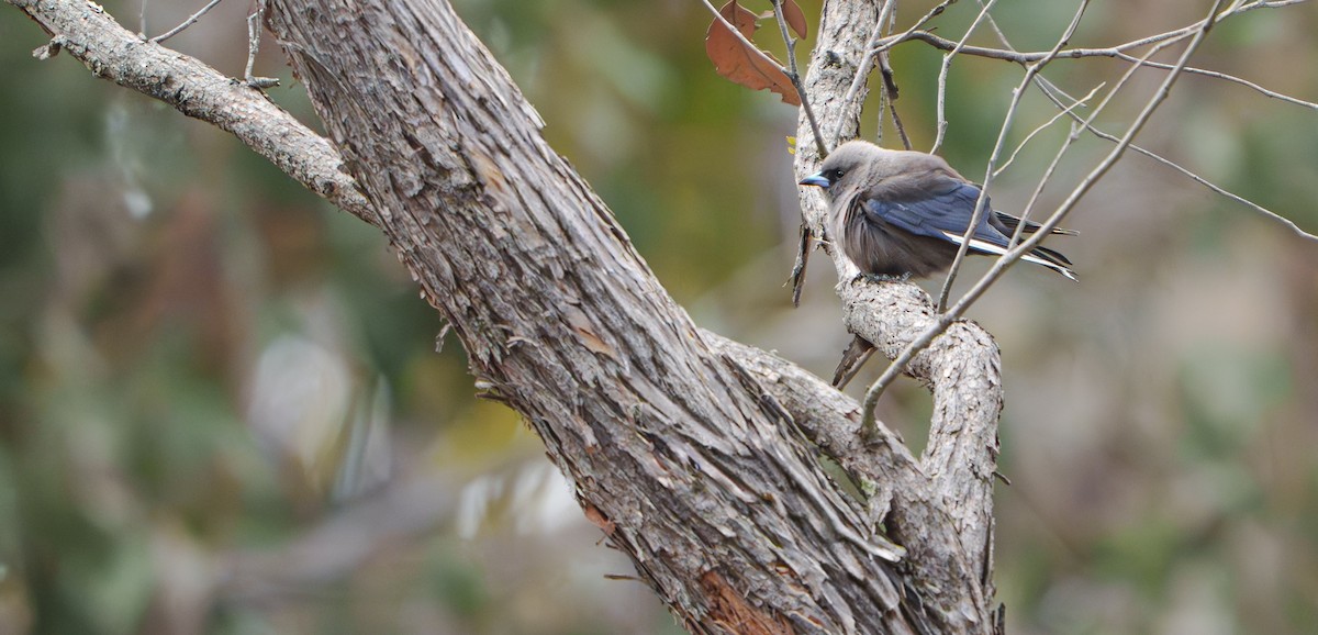 Dusky Woodswallow - ML642052658