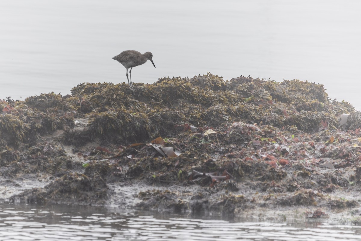 Willet - ML642052659