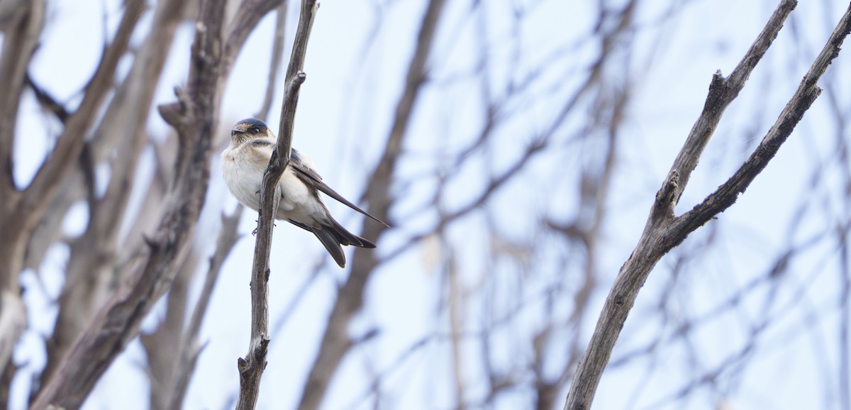 Tree Martin - ML642052660