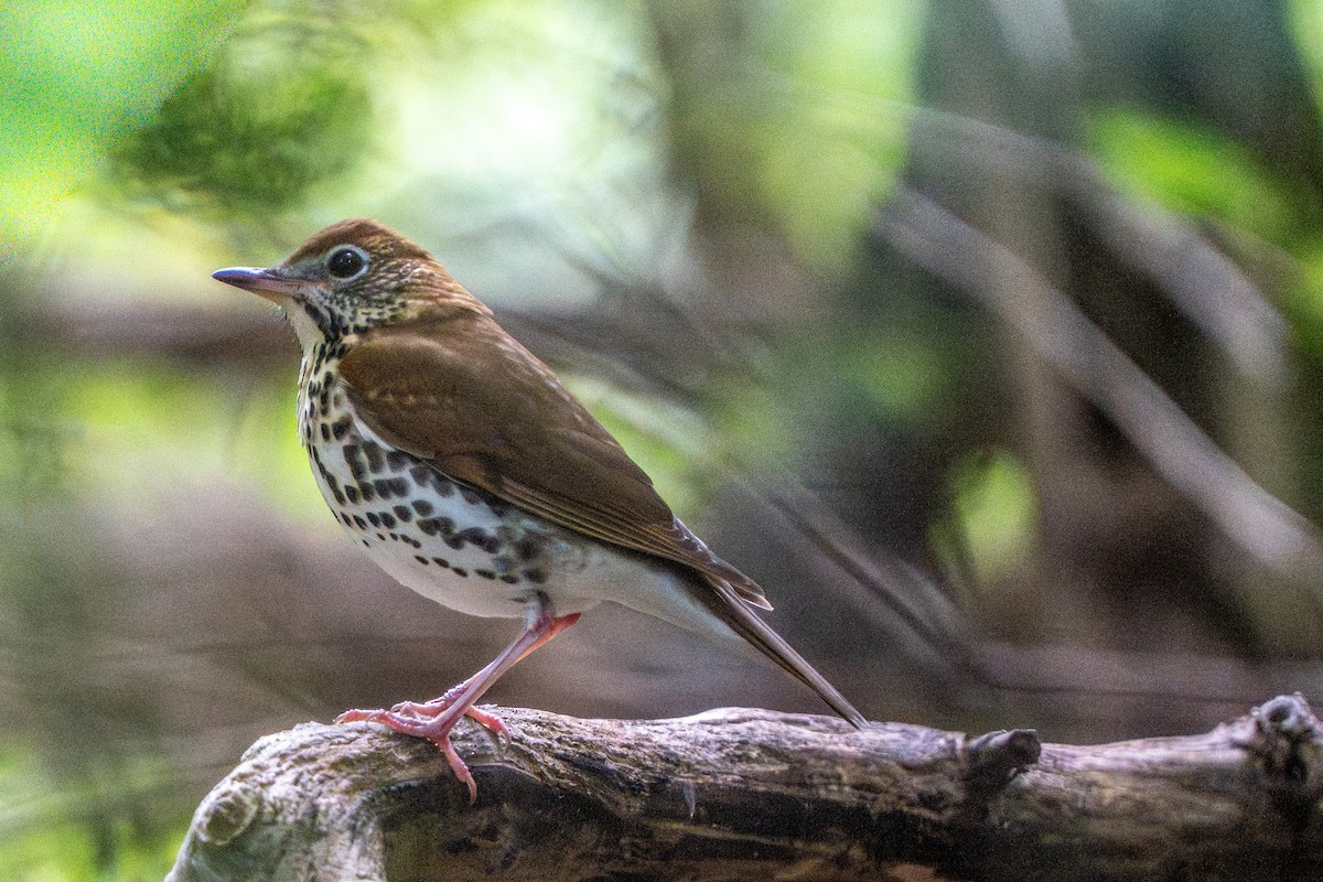 Wood Thrush - ML642052662