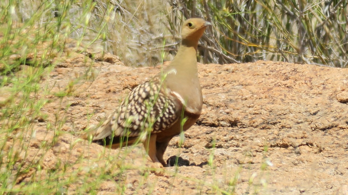 Namaqua Sandgrouse - ML642052663