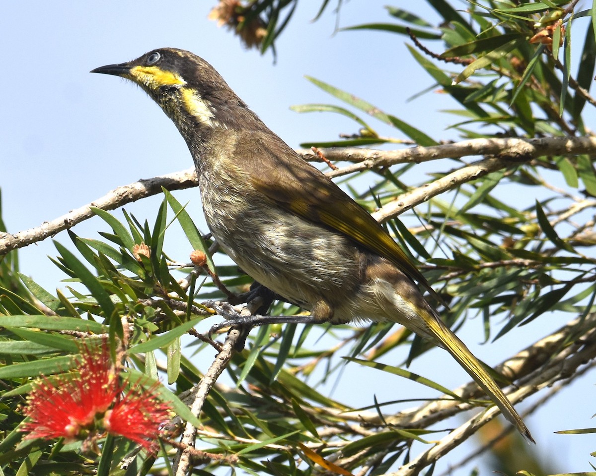 Yellow-faced Honeyeater - ML642052664