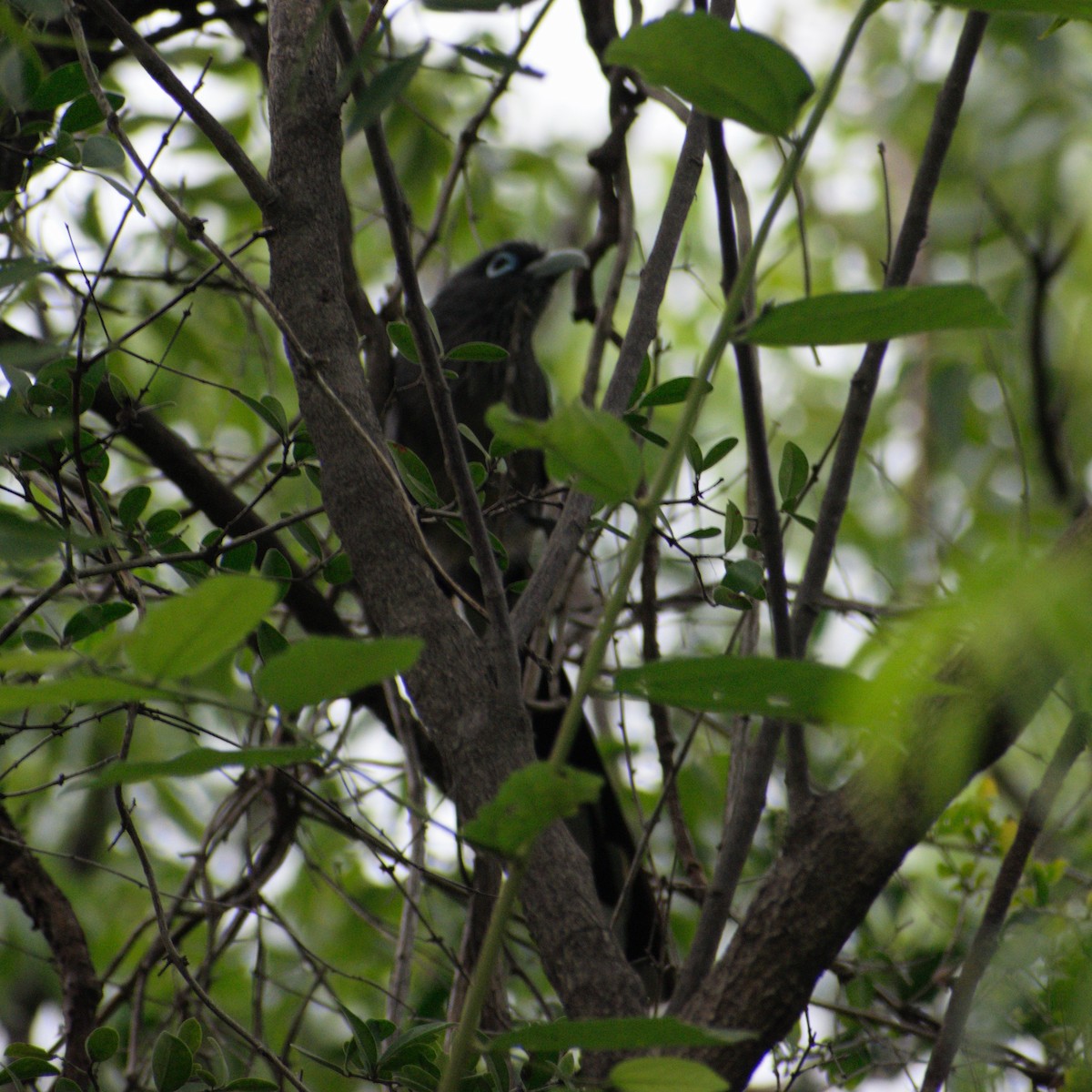 Blue-faced Malkoha - ML642052665