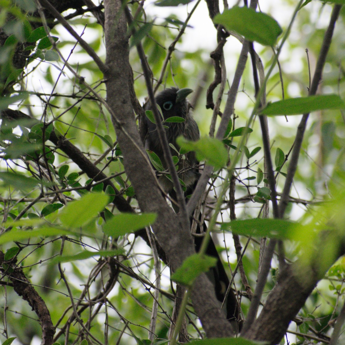 Blue-faced Malkoha - ML642052666