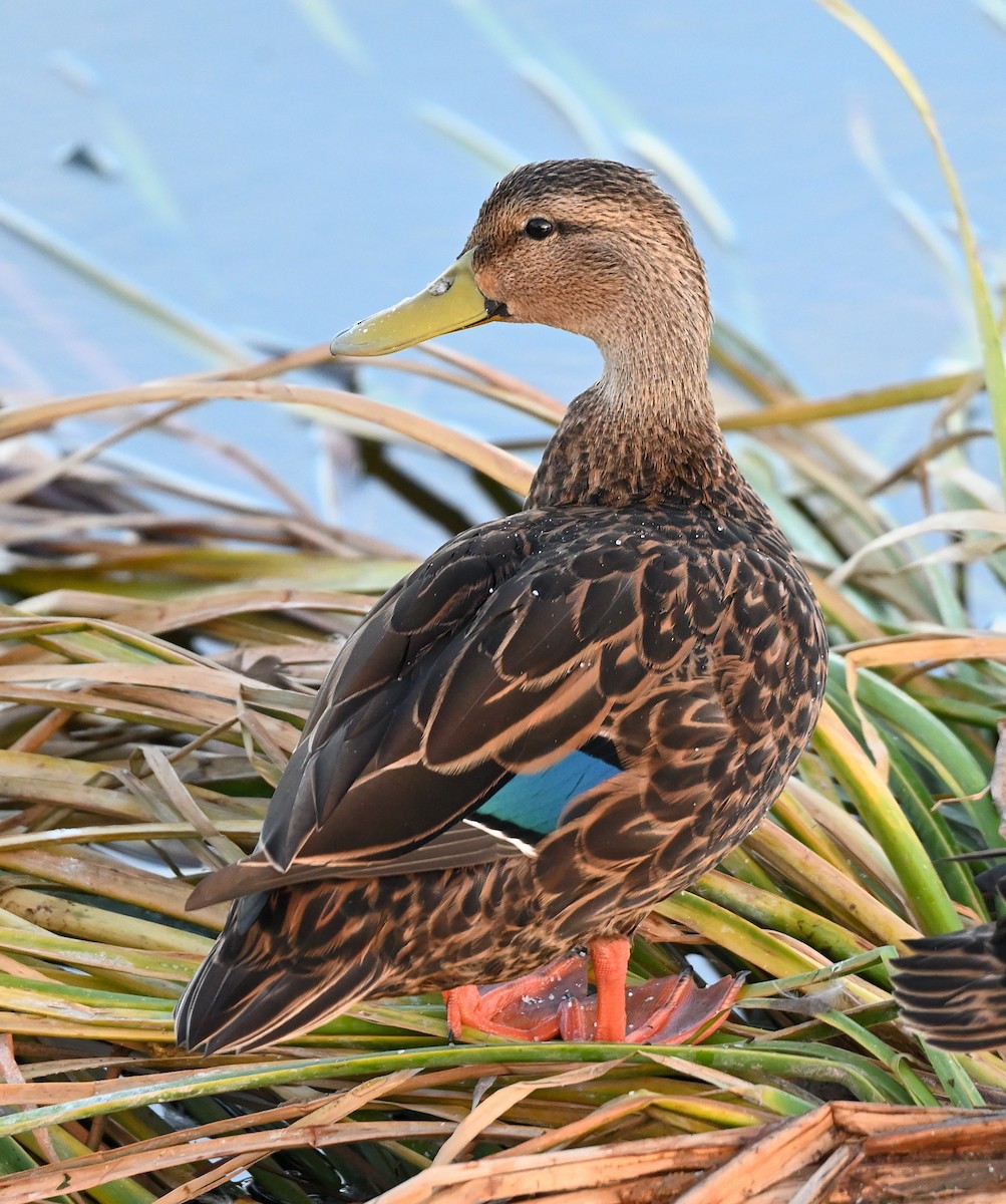 Mottled Duck - ML642052667