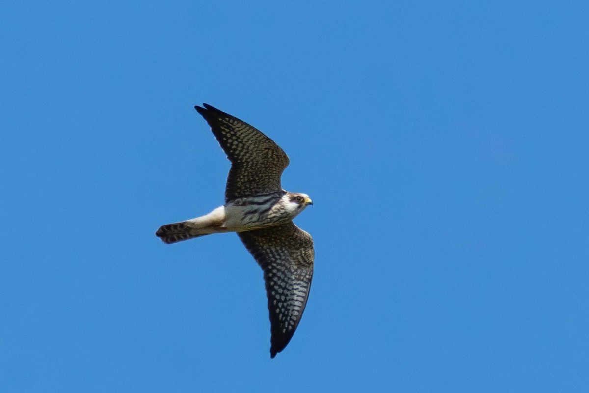 Red-footed Falcon - ML642052669