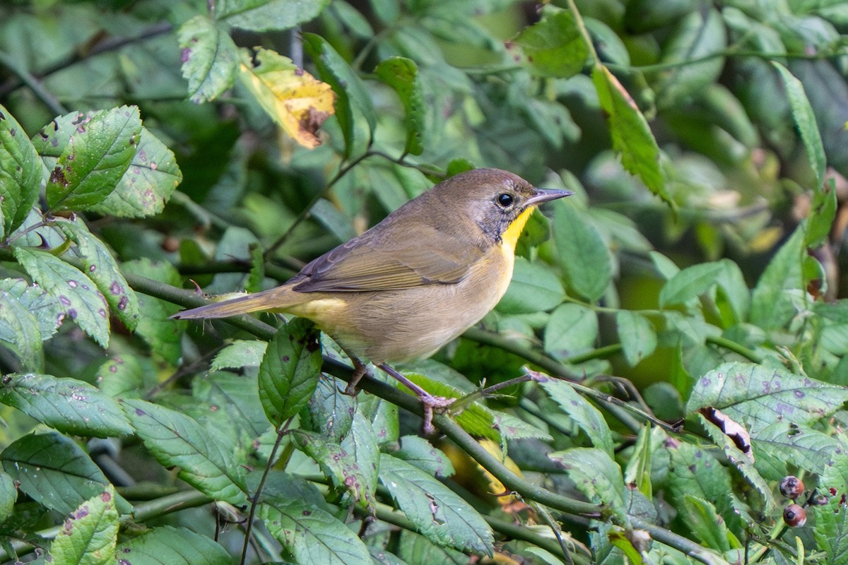 Common Yellowthroat - ML642052671