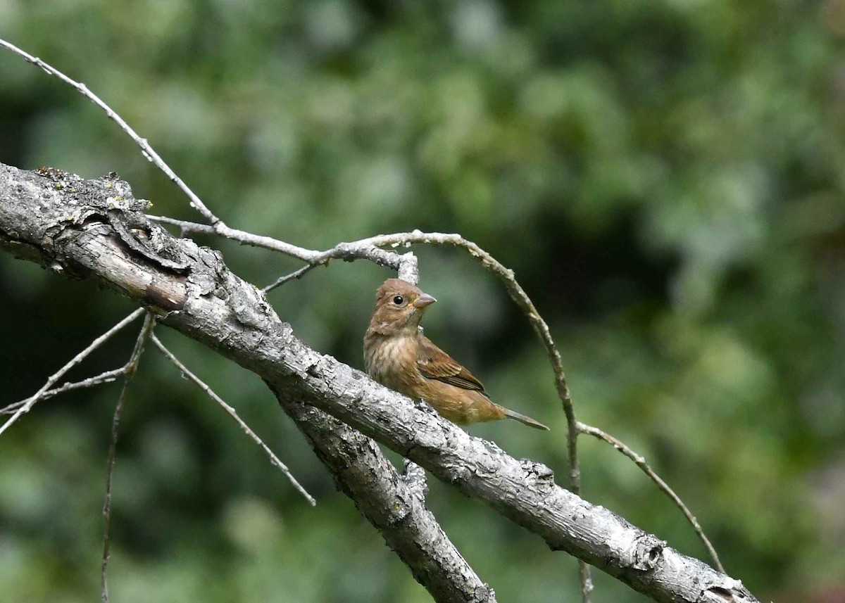 Indigo Bunting - ML642052672