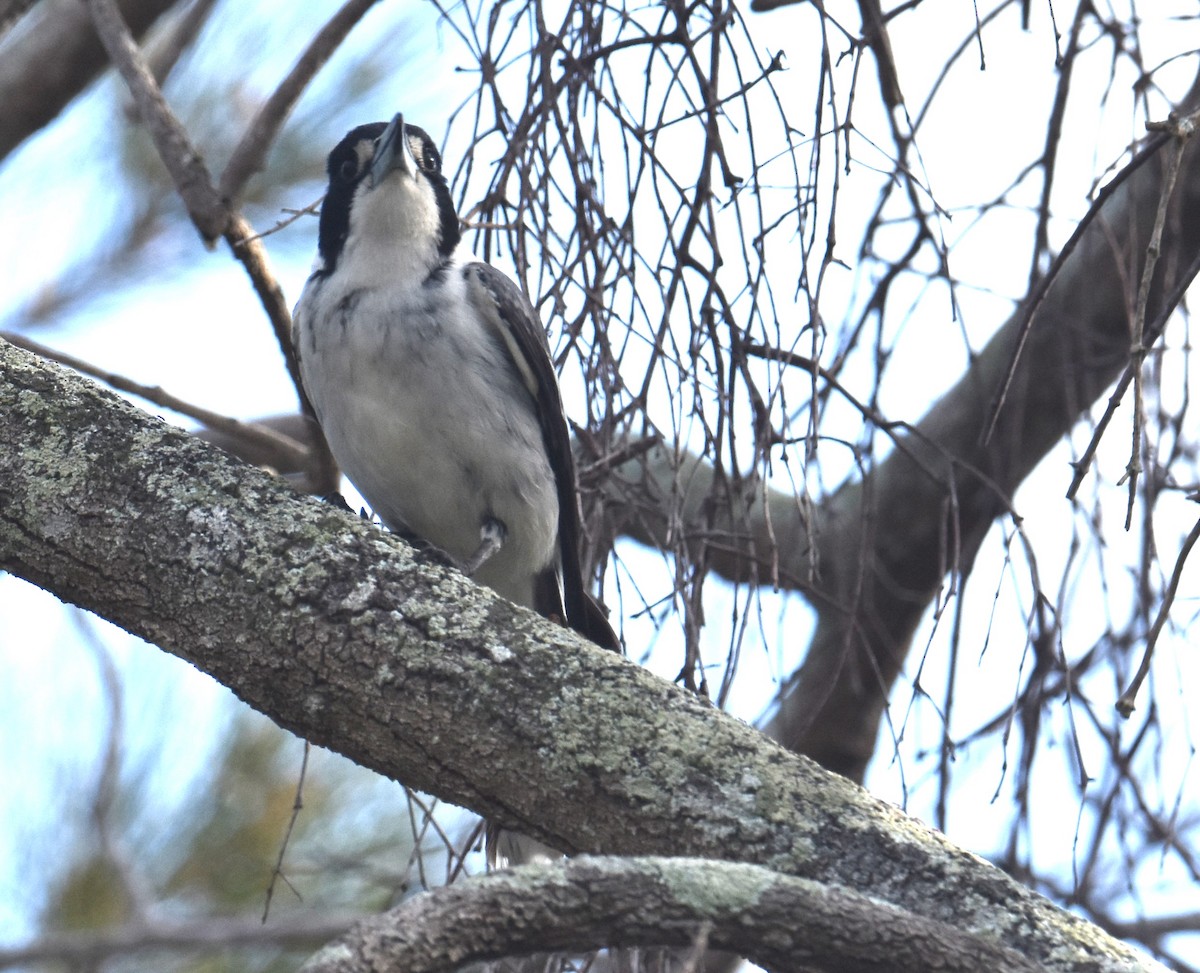 Gray Butcherbird - ML642052673