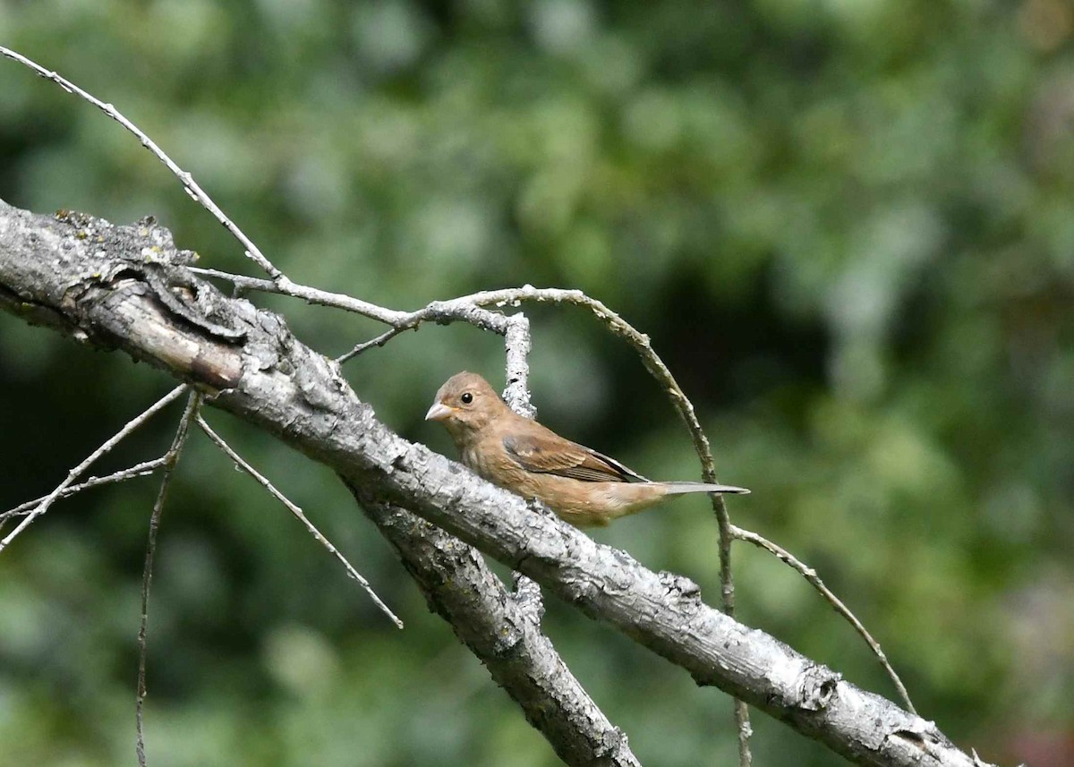 Indigo Bunting - ML642052674