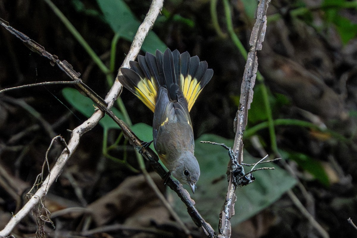 American Redstart - ML642052675