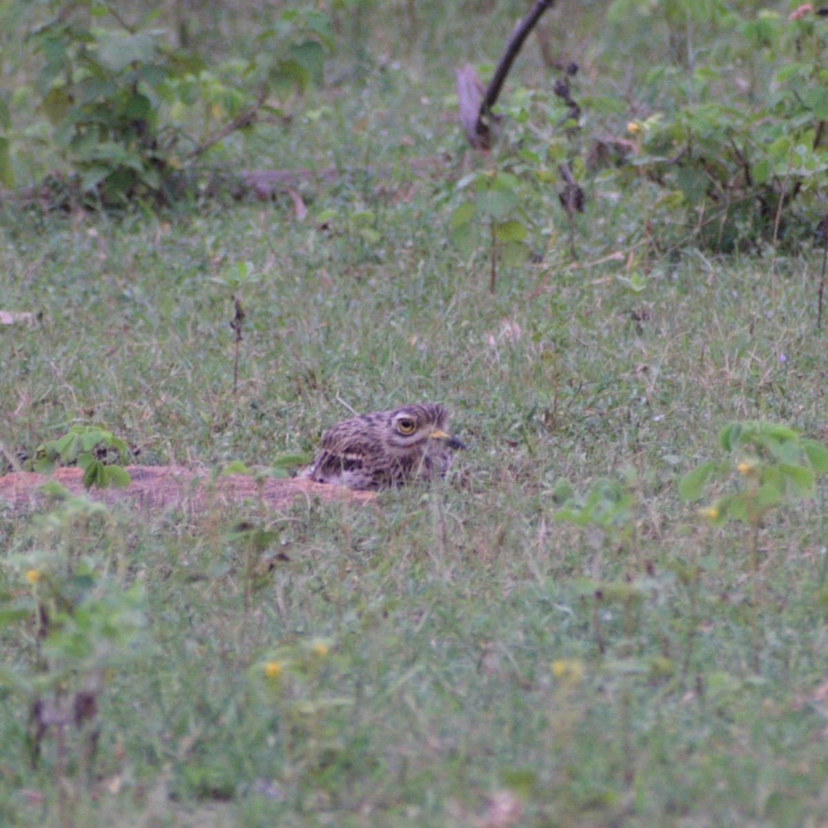 Indian Thick-knee - ML642052676