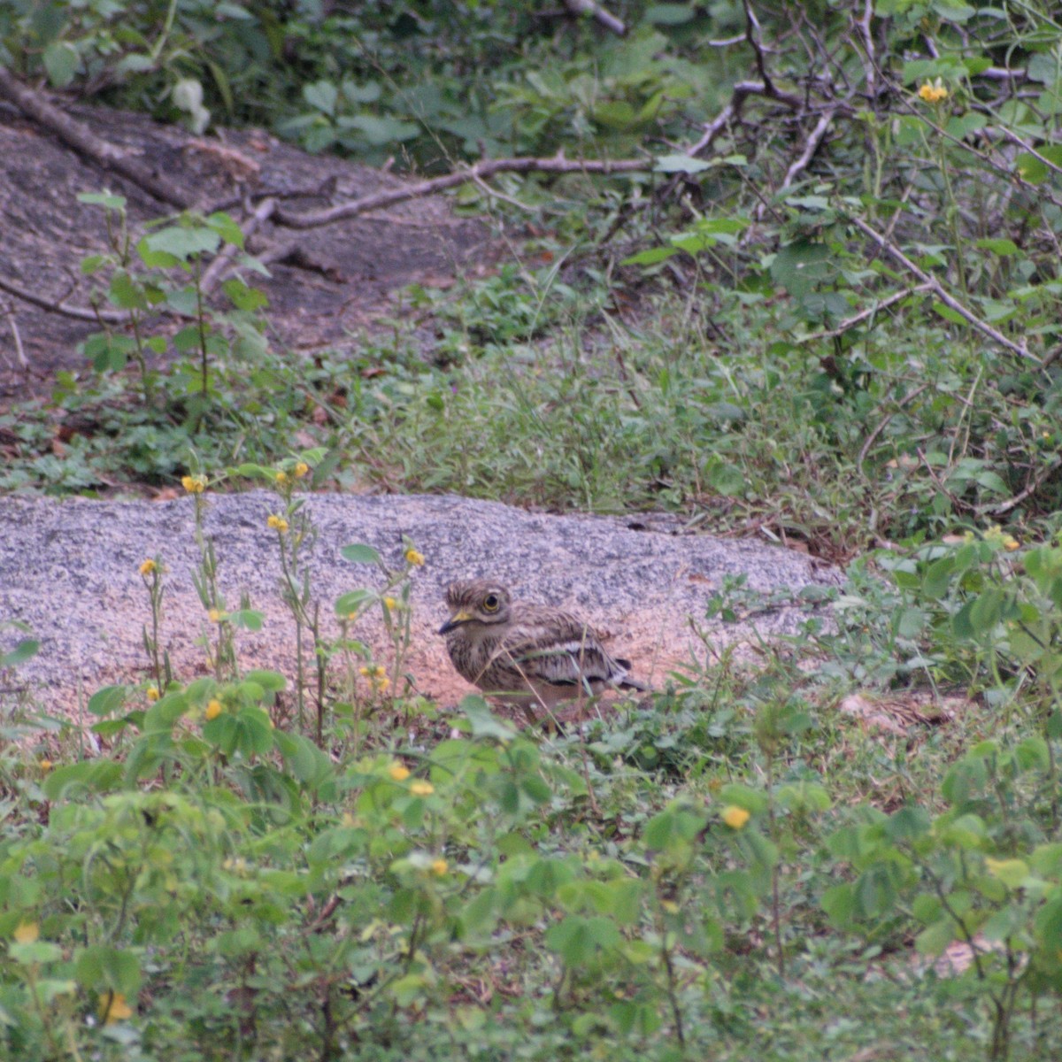 Indian Thick-knee - ML642052677