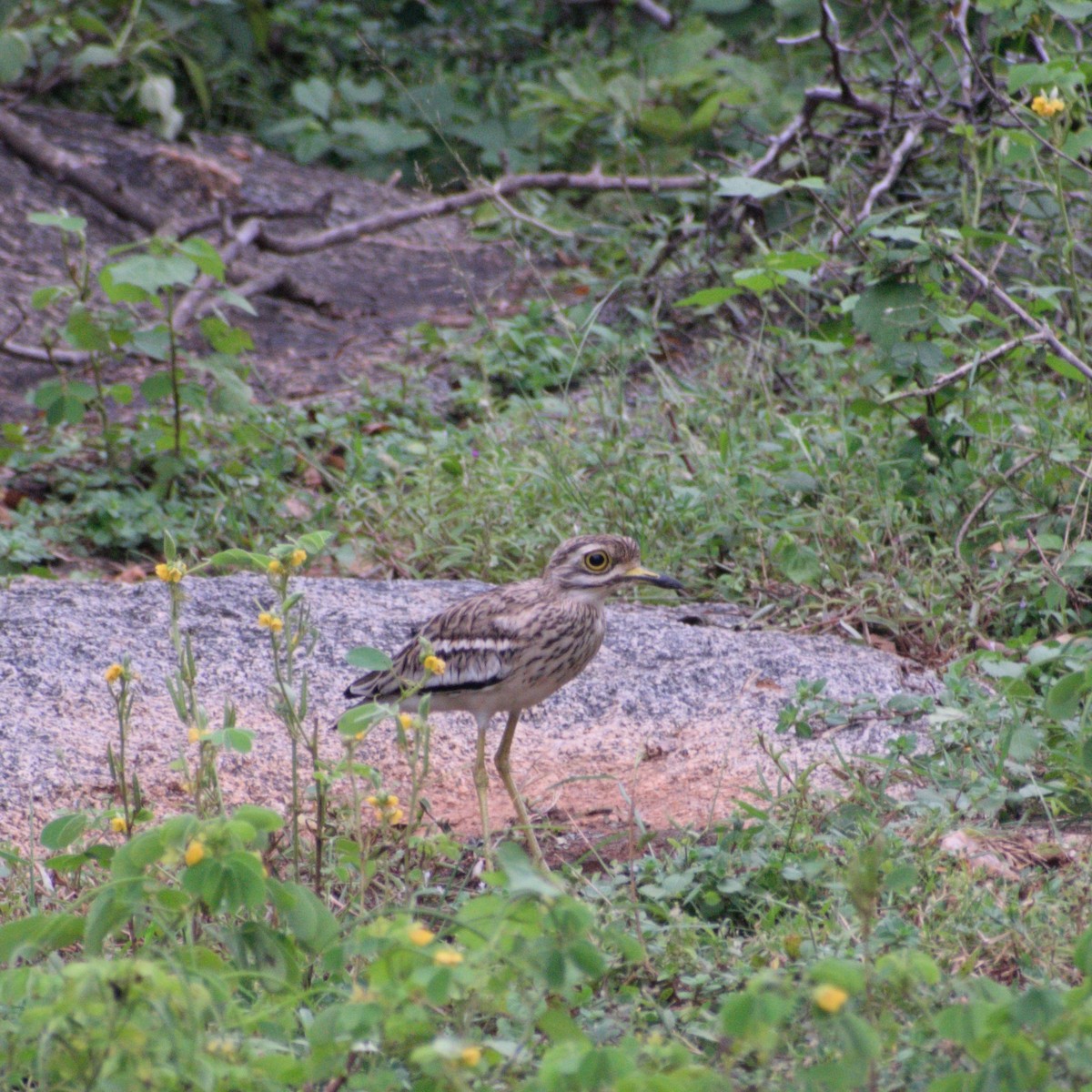 Indian Thick-knee - ML642052678