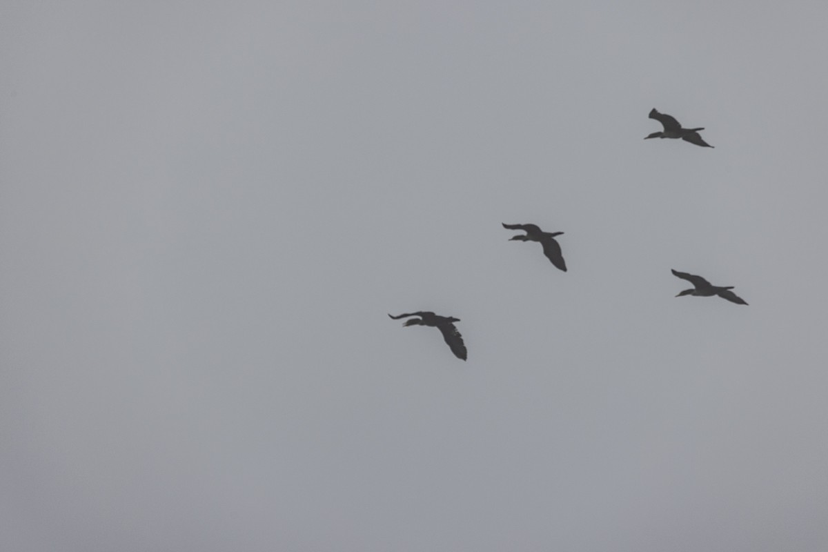 Double-crested Cormorant - ML642052679