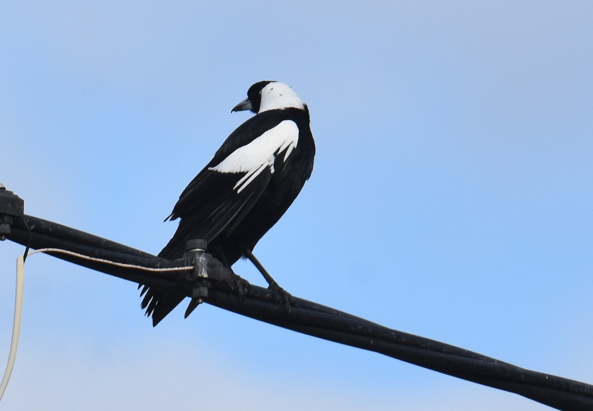 Australian Magpie - ML642052681
