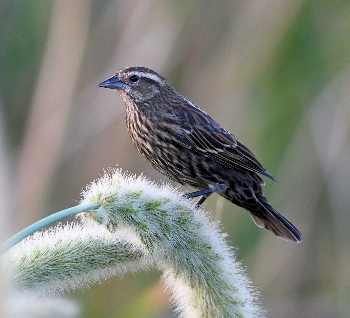Red-winged Blackbird - ML642052682