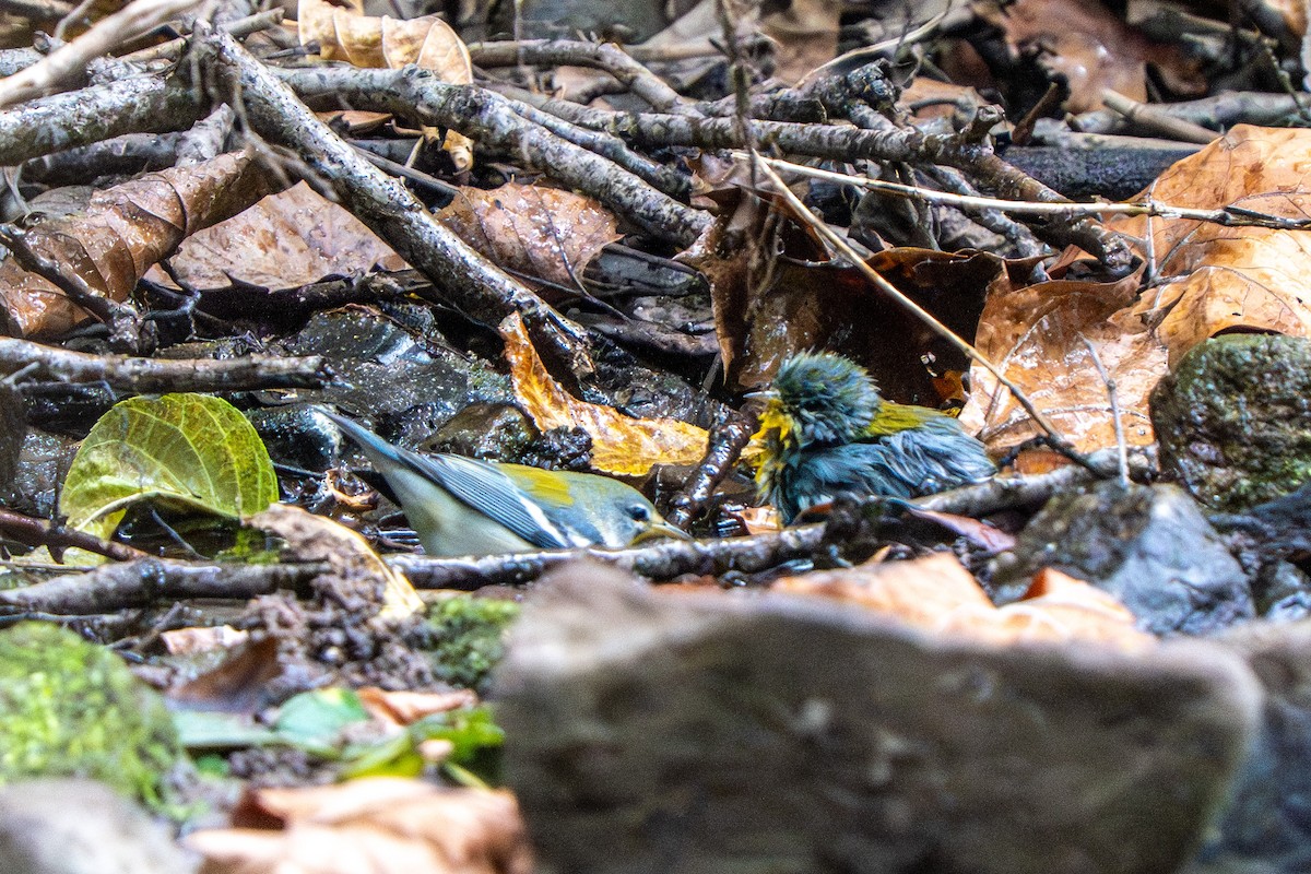 Northern Parula - ML642052685