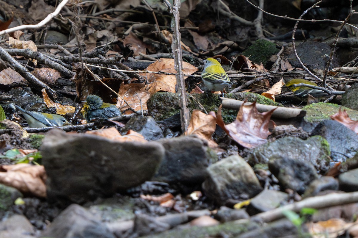 Northern Parula - ML642052686