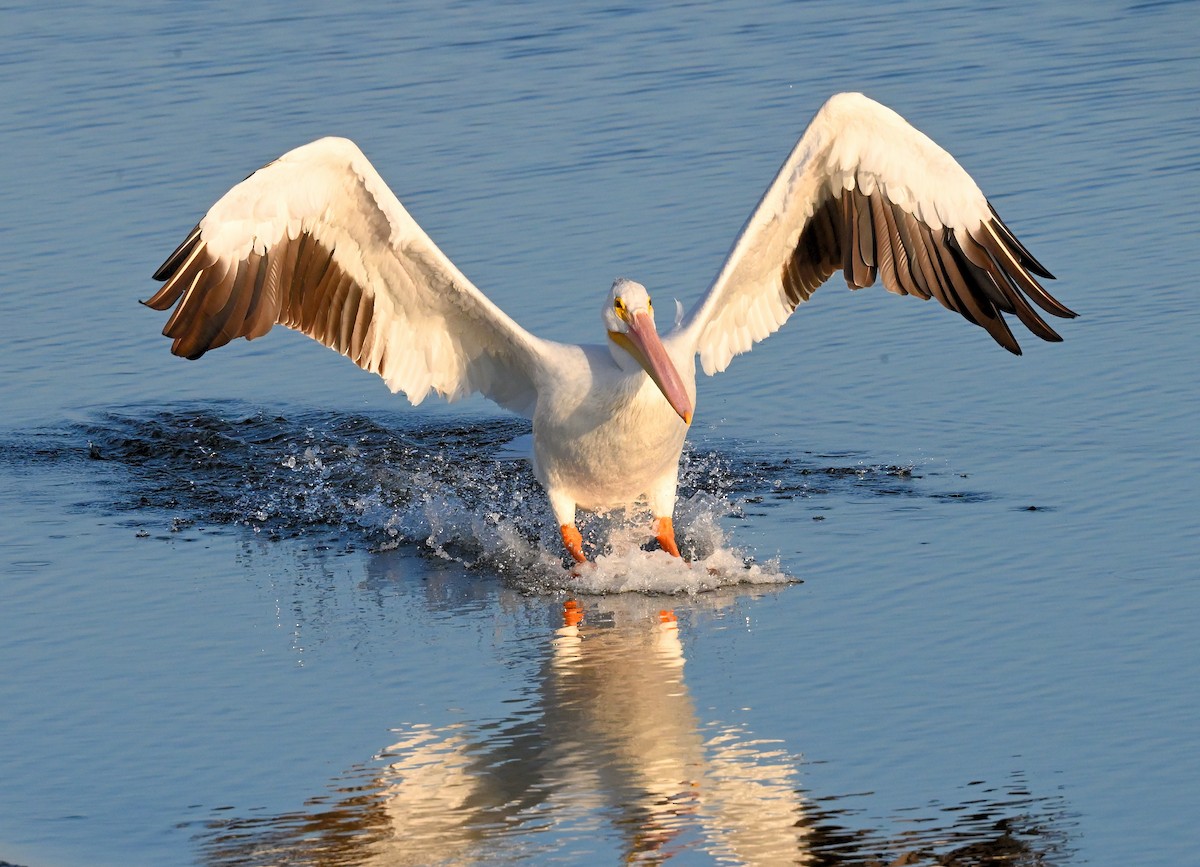 American White Pelican - ML642052689