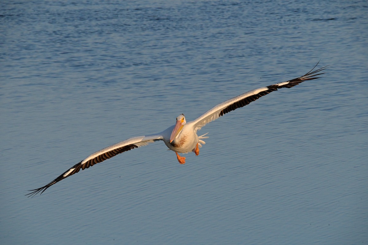 American White Pelican - ML642052690