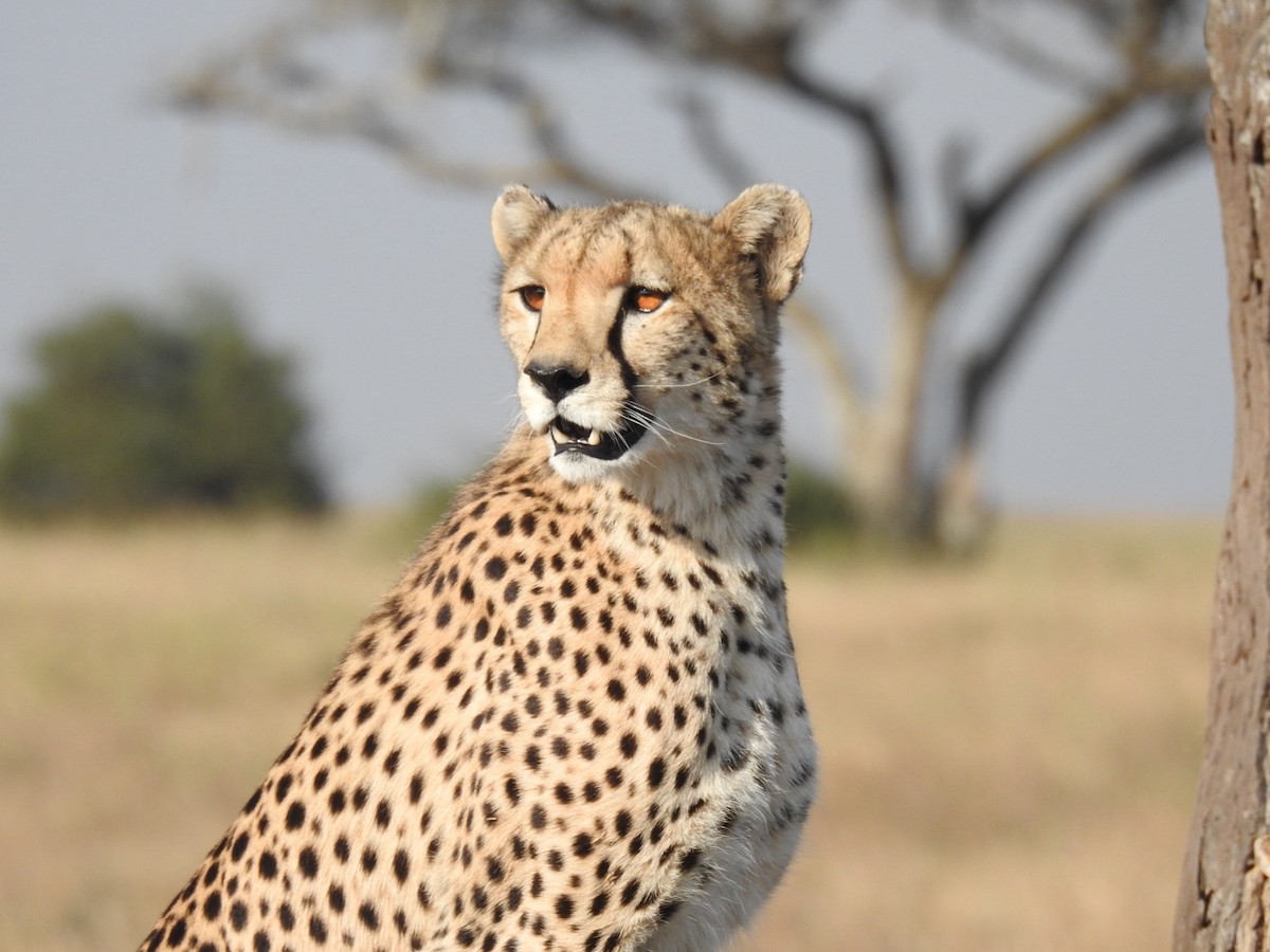 Cheetah - ML642052692