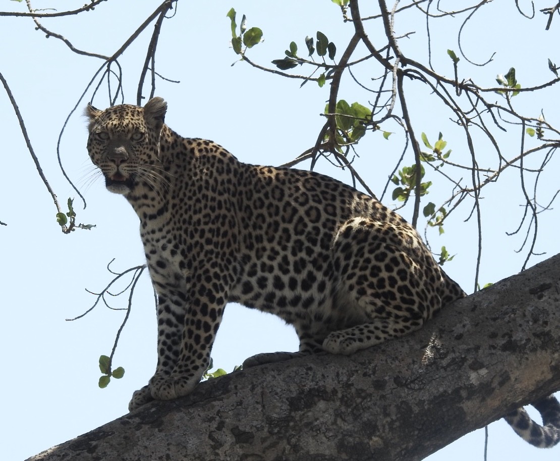 African Leopard - ML642052693