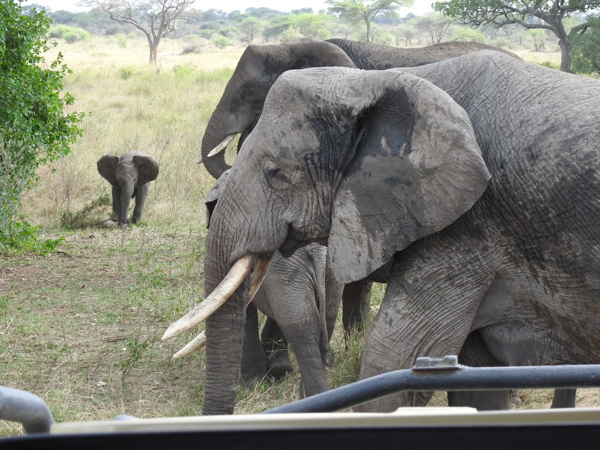 African Savanna Elephant - ML642052694