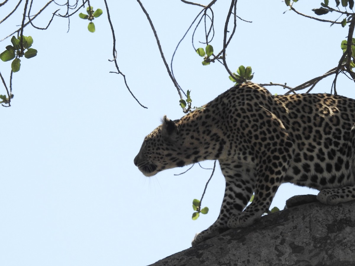 African Leopard - ML642052695