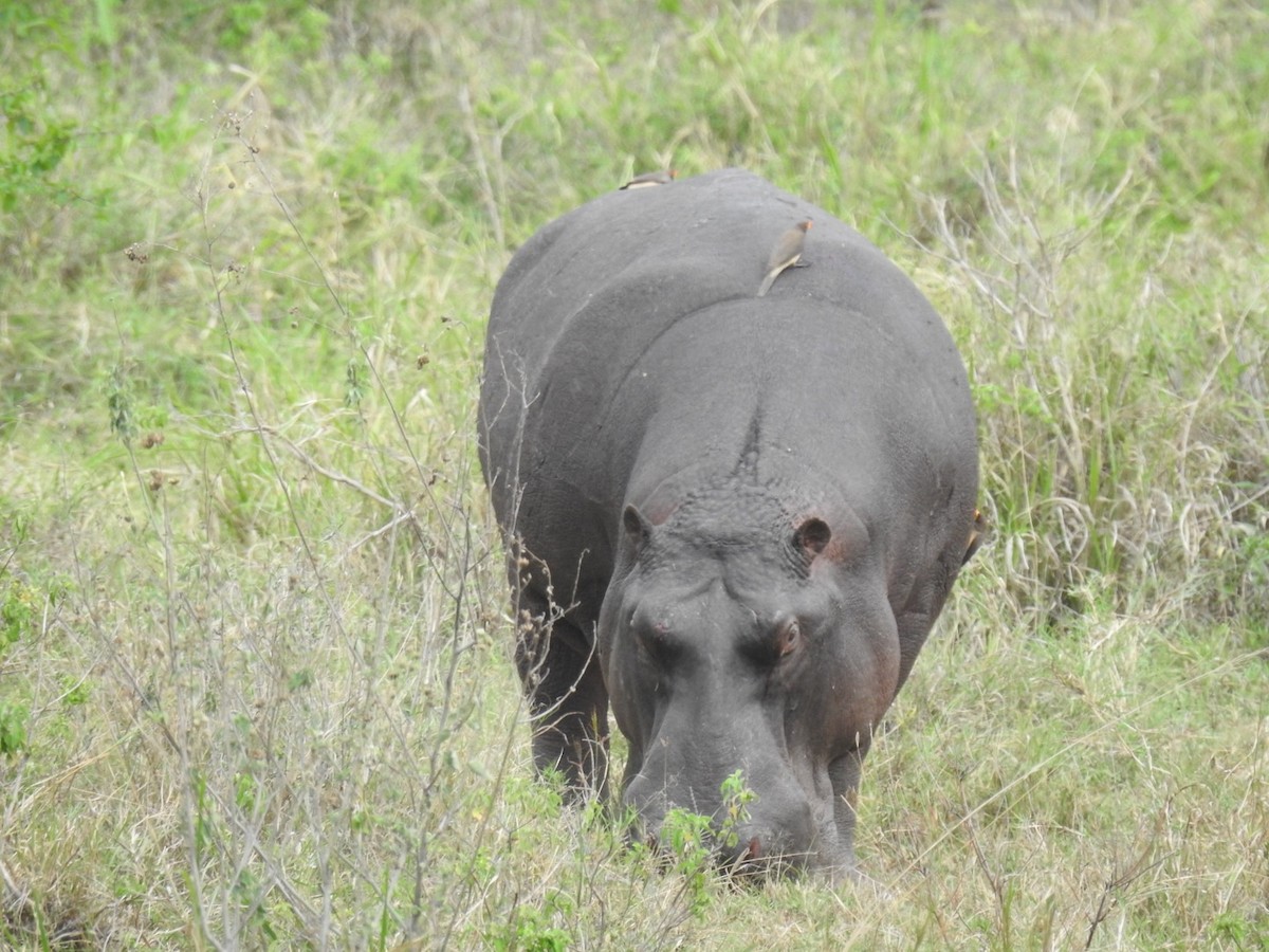 Common Hippopotamus - ML642052697