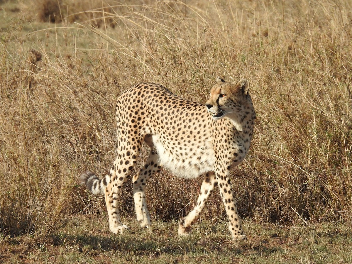 Cheetah - ML642052698