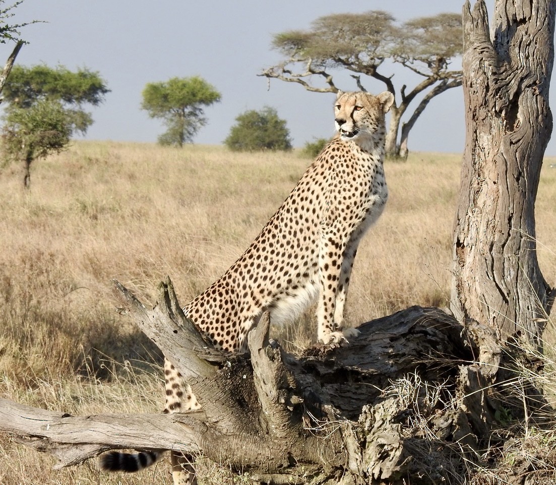 Cheetah - ML642052699