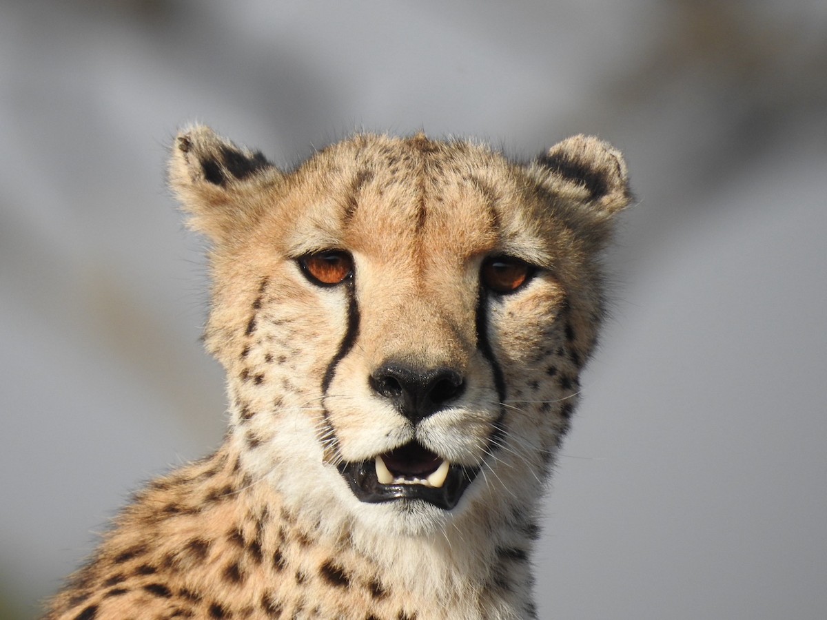 Cheetah - ML642052700