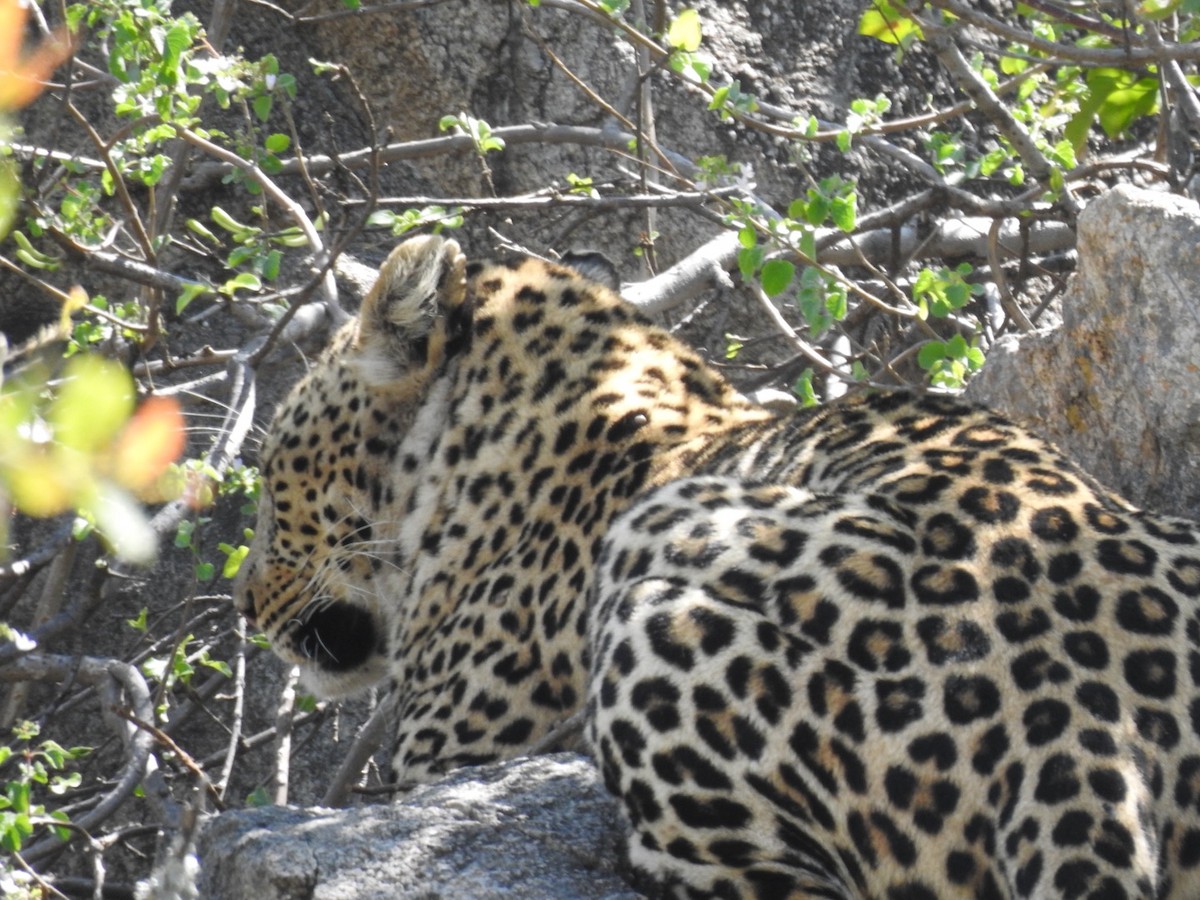 African Leopard - ML642052701