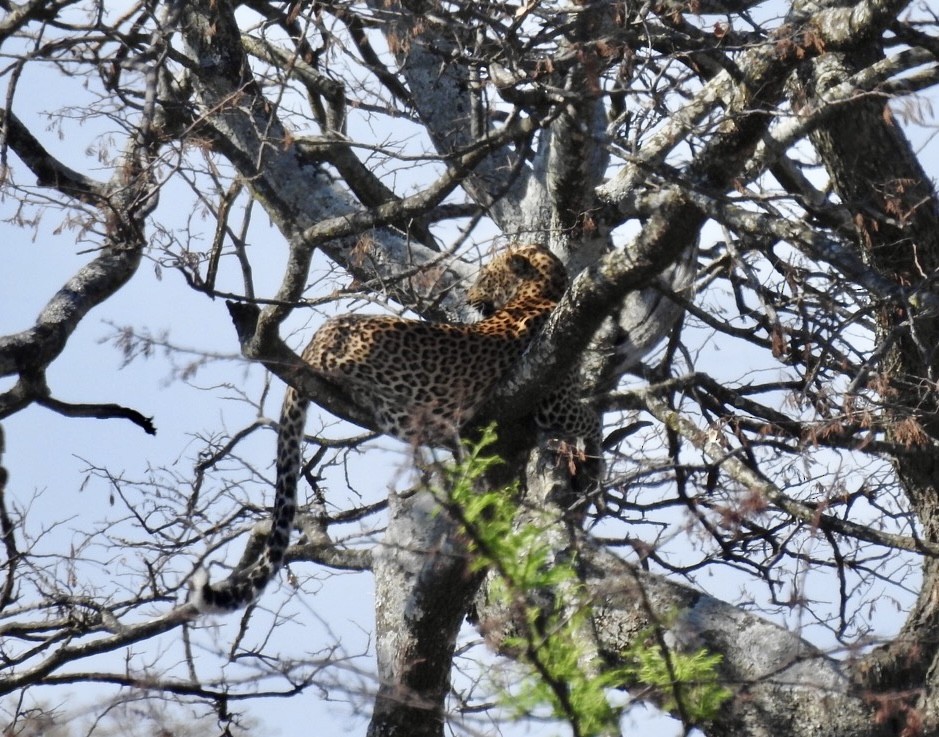 African Leopard - ML642052702